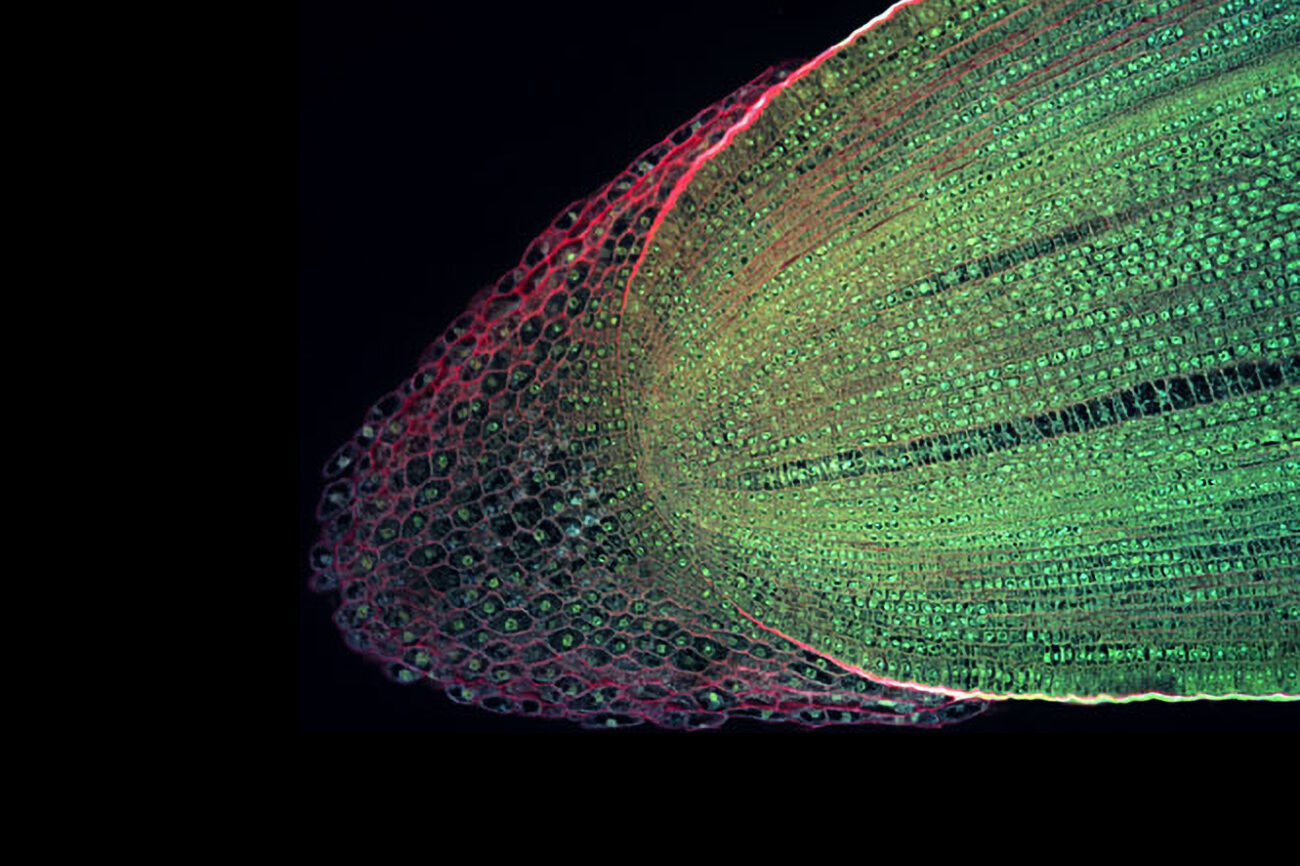 Mikroskopaufnahme einer Wurzelspitze auf schwarzem Hintergrund. Die einzelnen Pflanzenzellen sind durch grüne bzw. rote Färbung deutlich zu erkennen.