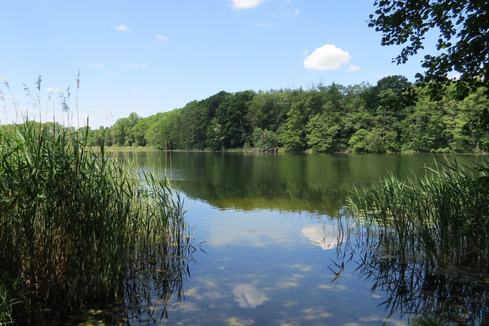 Ein See ist vom Ufer aus zu sehen. Im Vordergrund Schilf, im Hintergrund Wald.